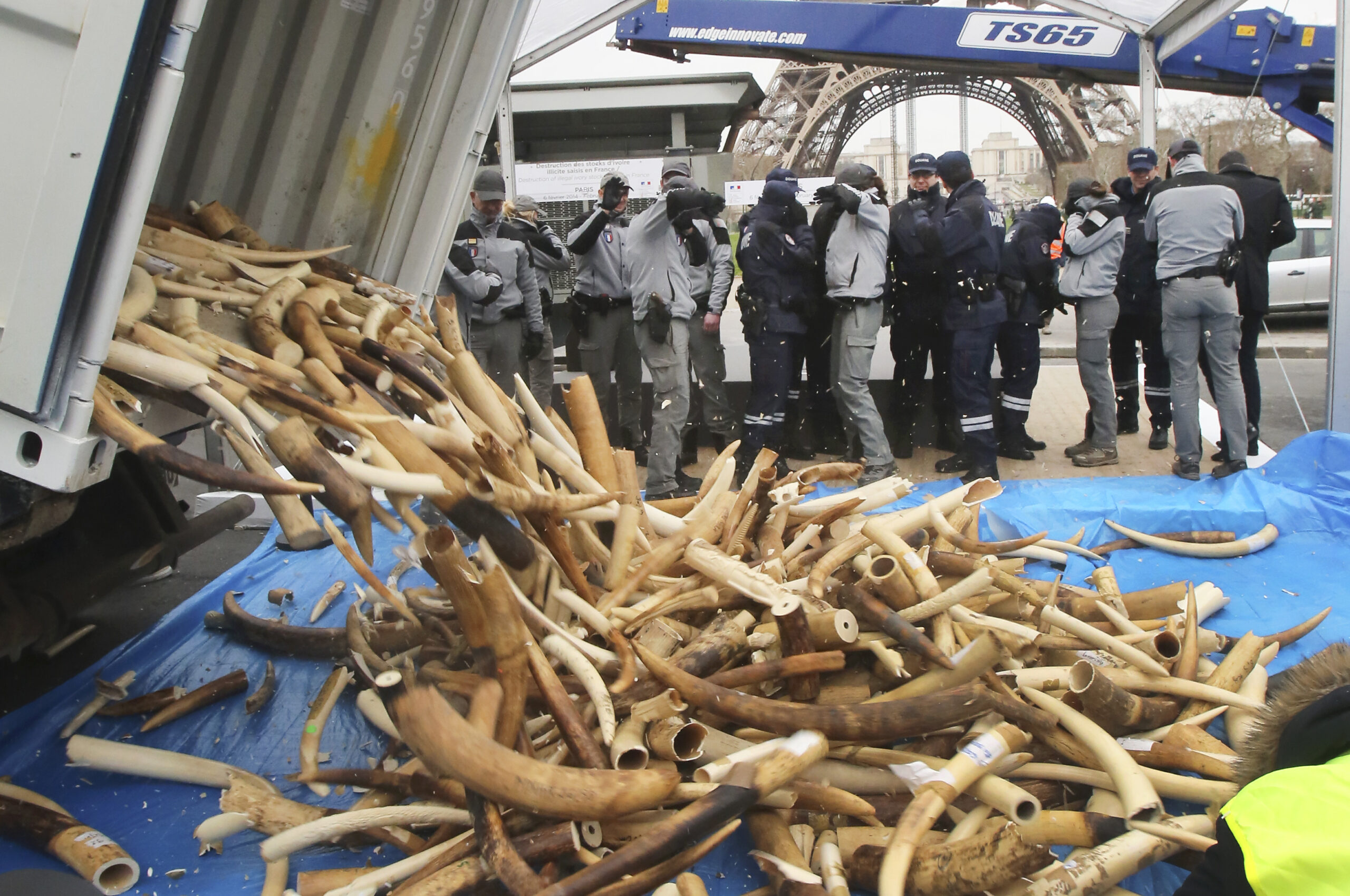 3 tons of seized illegal ivory crushed in Paris