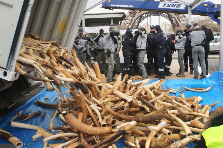 French Customs employees protect themselves from fragments as about 698 elephant tusks are unloaded before being crushed into dust, at the foot of the Eiffel Tower in Paris, Thursday Feb. 6, 2014. France is crushing more than 3 tons of illegal ivory in Europe's first destruction of a stockpile of the banned elephant tusks. Thursday's pulverization is intended to send a message to poachers and traffickers that preservationists hope will help stem the illicit trade that endangers the species' survival. (AP Photo/Remy de la Mauviniere)