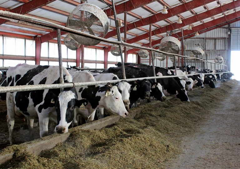 A federal appeals court on Tuesday reversed a decision the EPA took nearly a decade ago, which may result in livestock farmers coming under more scrutiny for their air emissions under President Trump. (AP Photo/Regina Garcia Cano)