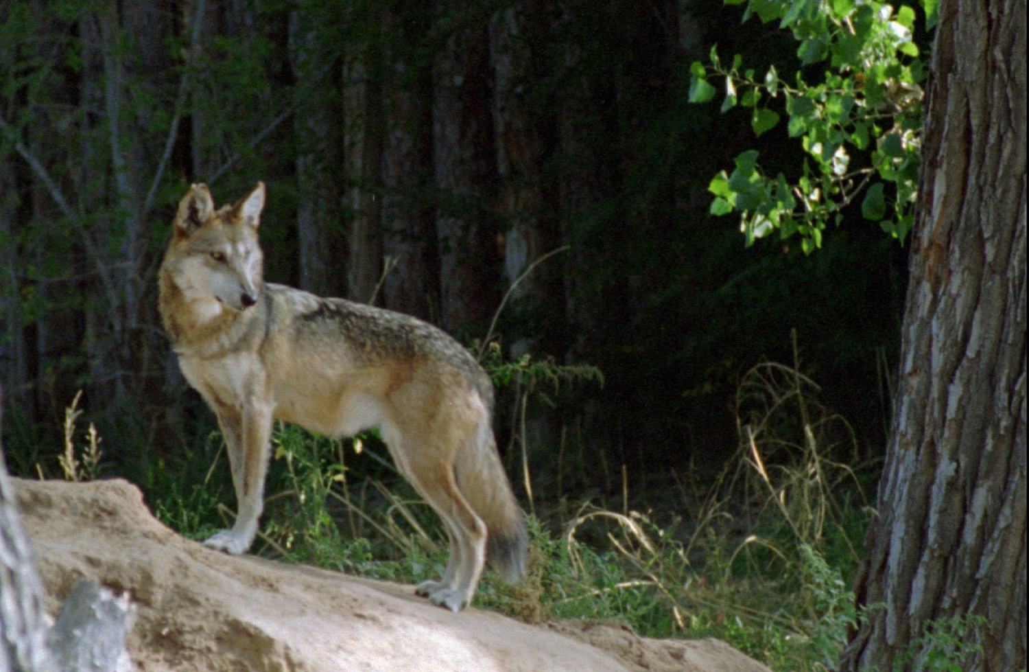 Feds forced to cancel 23-year wolf study after too many killed by Alaskan officials