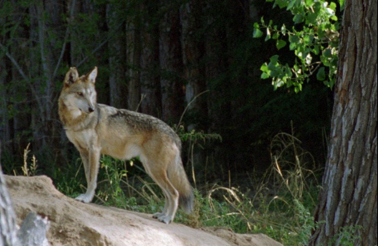 The Alaska Department of Fish and Game killed so many of the radio-collared wolves in a federal study that officials had to cancel the 23-year-old program. (AP Photo/Natasha Lane)