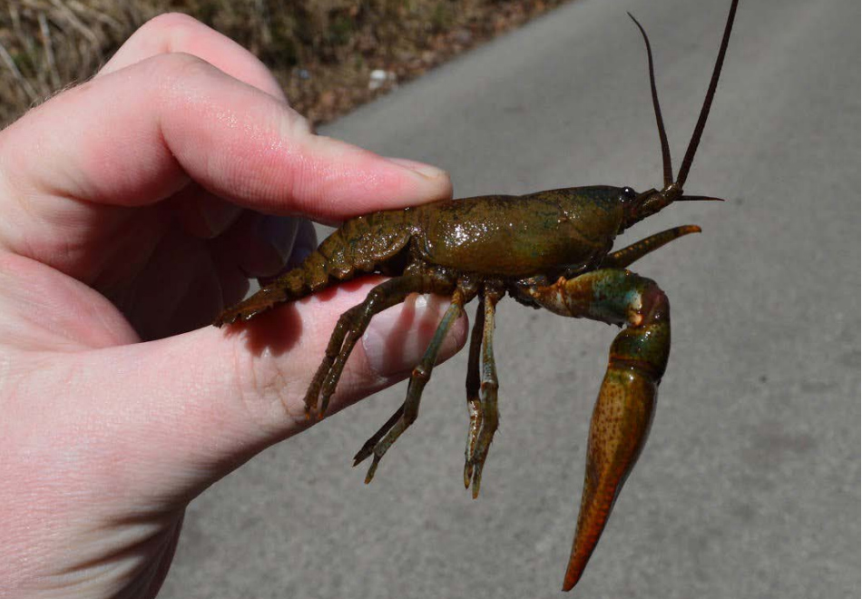 Feds: Crayfish and coal don’t mix