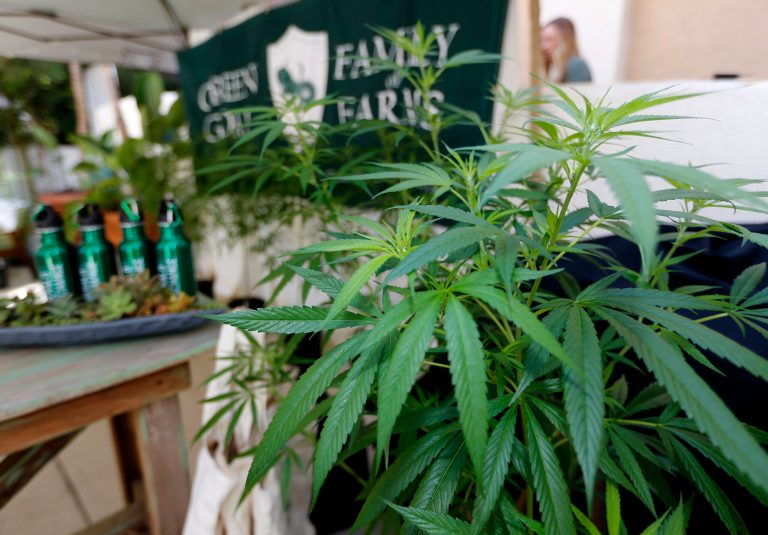 The legalization of cannabis in several states has created a host of complicated issues for employers because its use is still illegal under the Controlled Substances Act. Applying federal laws like the Americans Disabilities Act or the Occupational Safety and Health Act to workers who use medical marijuana can create all sorts of novel problems. (AP Photo/Damian Dovarganes, File)