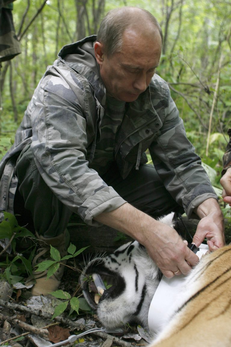 FILE - In this Aug. 31, 2008 file photo, then Russian Prime Minister Vladimir Putin locks a collar with a satellite tracker on a tranquilized five-year-old Siberian tiger in a Russian Academy of Sciences reserve in Russia's Far East. A rare Siberian tiger released into the wild by Russian President Putin has strayed into China and may be in danger, state media said Thursday, Oct. 9, 2014. The president was photographed in May releasing the 19-month-old cub, named Kuzya, and two other Siberian tigers in a remote part of the Amur region. (AP Photo/Alexei Druzhinin, Pool, File)