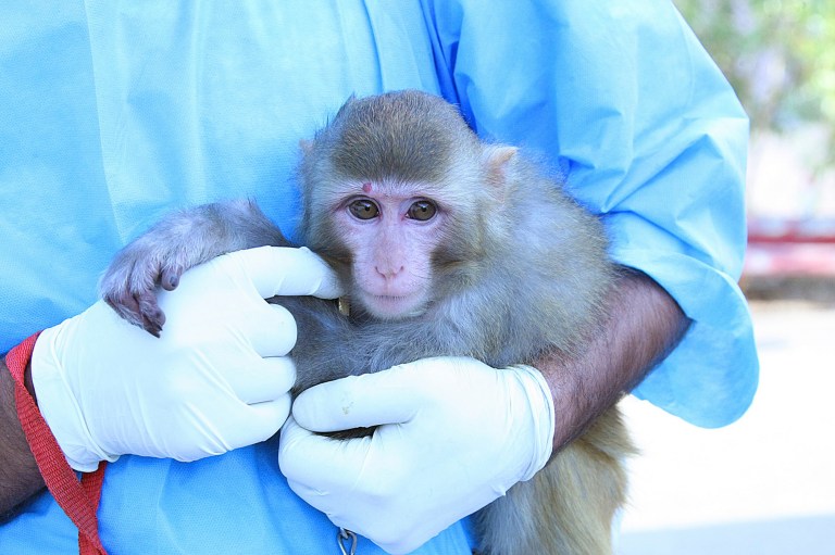 In this picture obtained from the Iranian Students News Agency, ISNA, an Iranian technician holds a monkey which has been prepared for riding an Iranian rocket into space, in an undisclosed location in Iran. One of two official package of photos of Iran's famed simian space traveler depicted the wrong monkey, but that the primate really did fly up into orbit and return safely, a senior Iranian space confirmed Saturday Feb 2 3013.(AP Photo/ISNA, Mohammad Agah) EDS NOTE: THE ASSOCIATED PRESS HAS NO WAY OF INDEPENDENTLY VERIFYING THE CONTENT, LOCATION OR DATE OF THIS IMAGE.