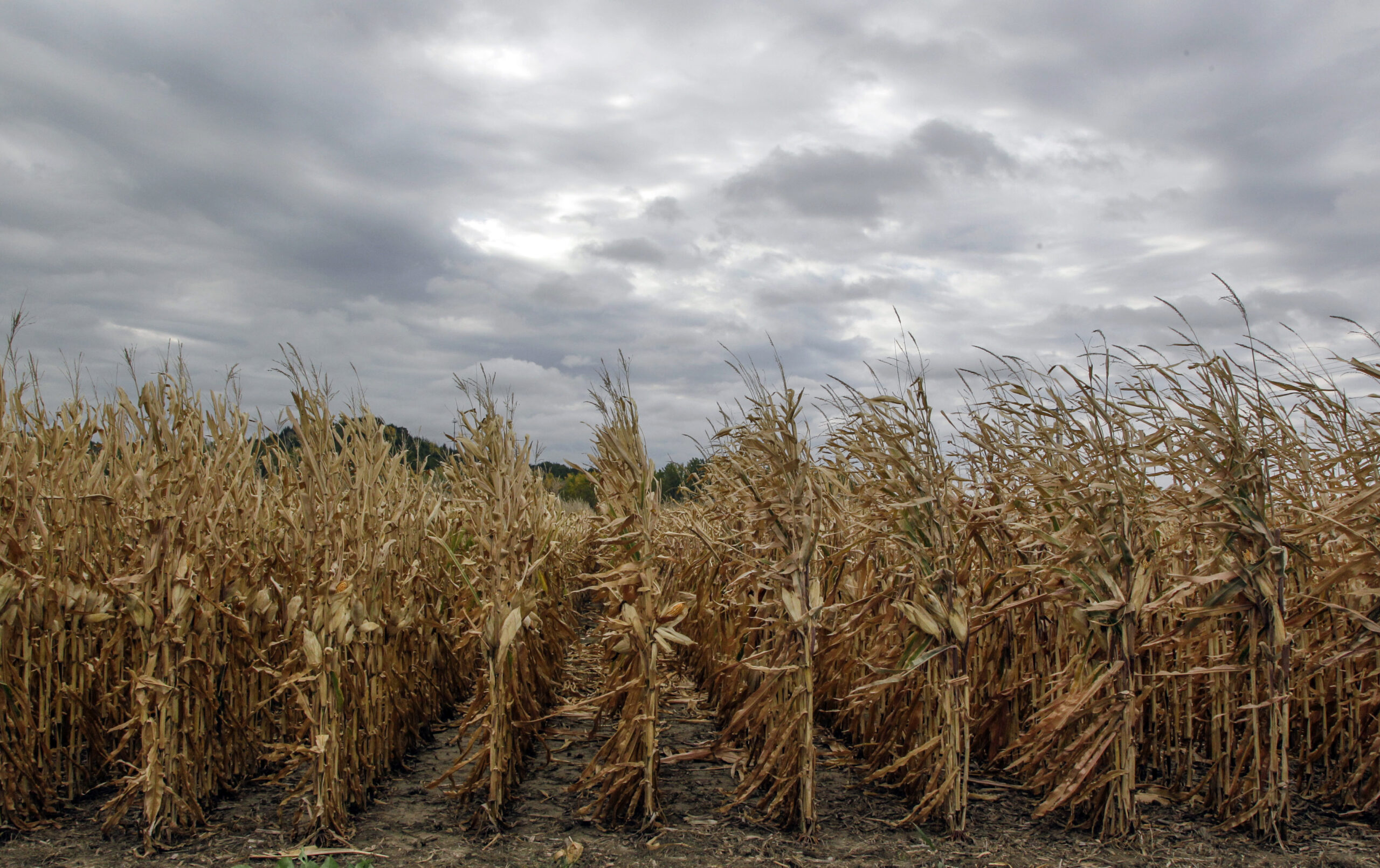 Senate goes after corn ethanol targets for fuel