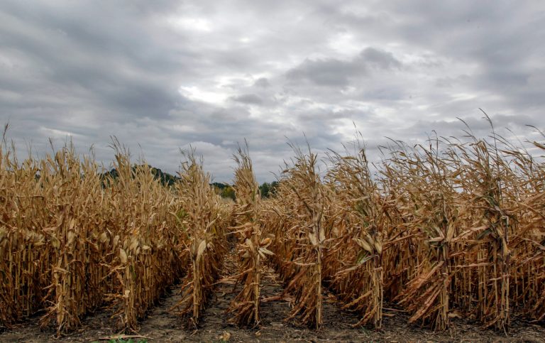 An un-harvested corn field near Council Bluffs, Iowa, is pictured in October 2012. (AP Photo/Nati Harnik, File)