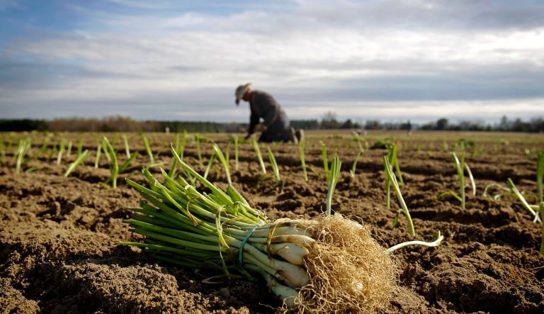 The new GOP immigration bill, the Securing America's Future Act, creates an entirely new visa lottery system that would actually allow for the agriculture industry to bring in possibly hundreds of thousands of new workers annually. (AP Photo/David Goldman, File)