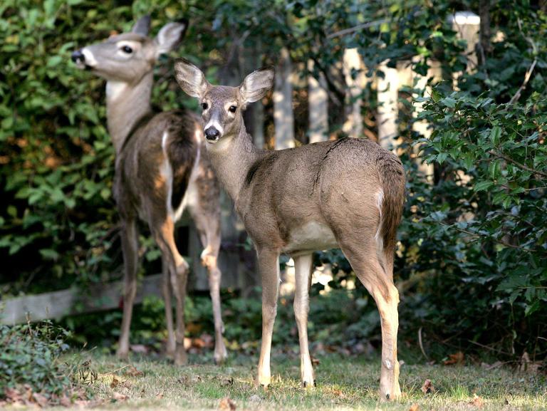 Efforts to curb deer population in Montgomery County falling flat