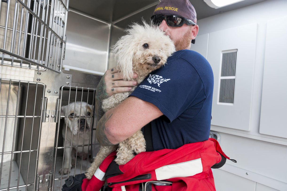 637 homeless pets rescued in Houston by Humane Society