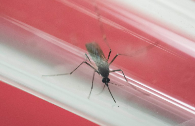 Puerto Rico has been hit hard by the Zika virus, which spreads primarily via mosquito bites and can cause the birth defect microcephaly. (AP Photo/Felipe Dana)