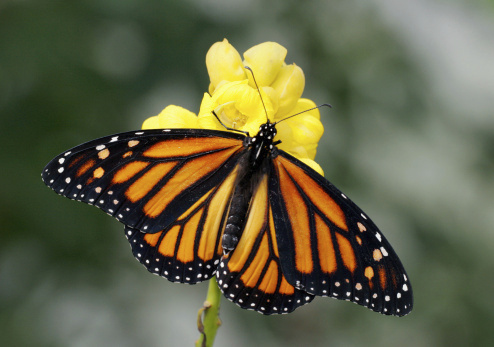 It might not have been an agreement to build the Keystone XL pipeline, butÃÂ President Obama, Mexican President Enrique PeÃ±a Nieto and Canadian Prime Minister Stephen HarperÃÂ will be working together to preserve the monarch butterfly. (Photo: Thinkstock)