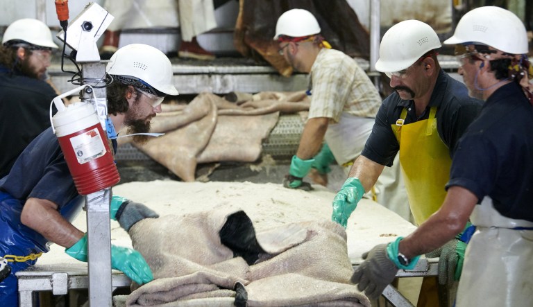 Workers clean and salt hides before loading them onto shipping pallets at the Texpac Hide and Skin Ltd. processing plant in Fort Worth, Texas, U.S., on Tuesday, Sept. 18, 2018.