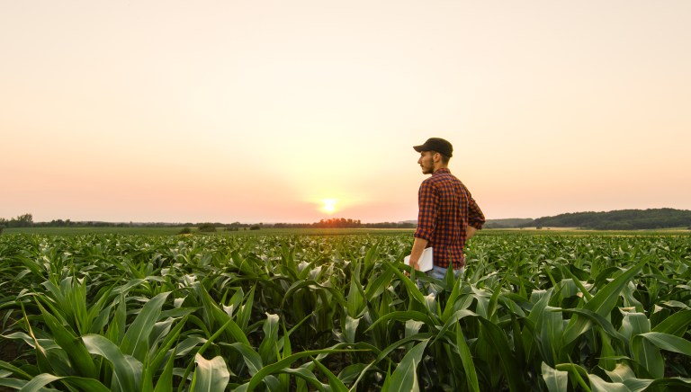 View of a man standing in a corn field.