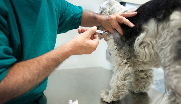 The American Legion is urging the Senate to strip out language from a bill that would ban most medical testing on dogs at the Veterans Affairs Department.
