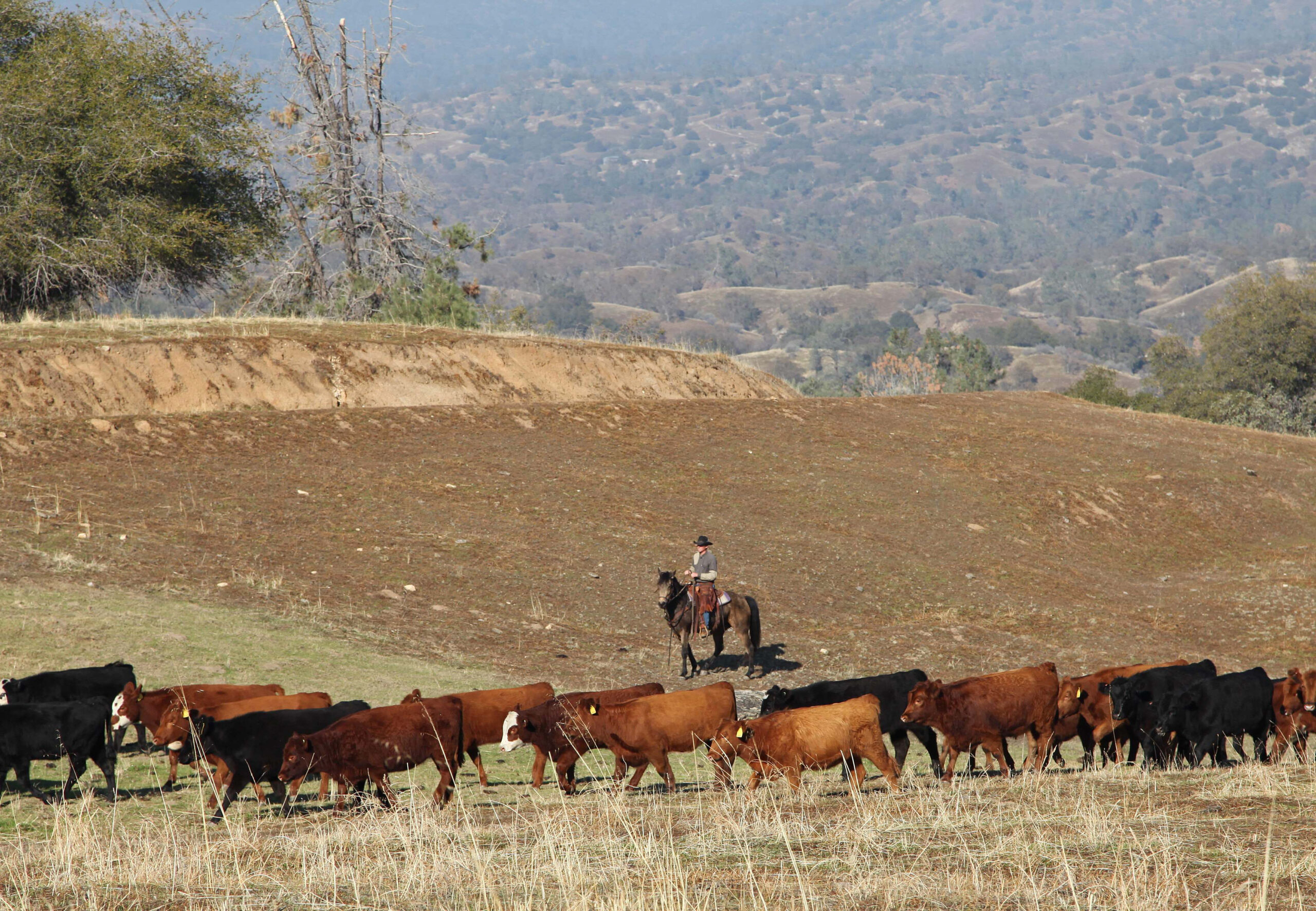 Conservationists team up with ranchers, loggers