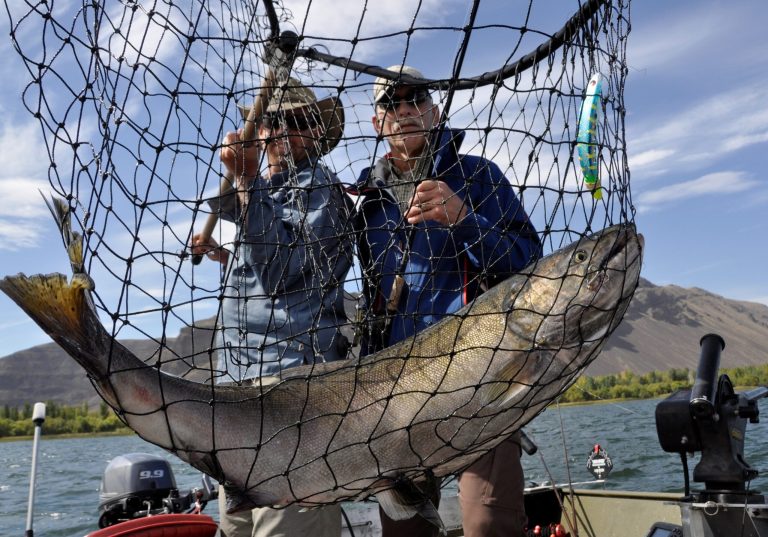 Salmon fishing guide Dave Grove, left,  nets a fall Chinook for David Moershel  while fishing on the Columbia River near Desert Aire, Wash., Sept. 8, 2014.   Hundreds of thousands of salmon are making their way from the ocean up the Columbia River this month, a windfall for salmon eaters and tribal and recreational fishermen in the Pacific Northwest.(AP Photo/Spokesman Review, Rich Landers)