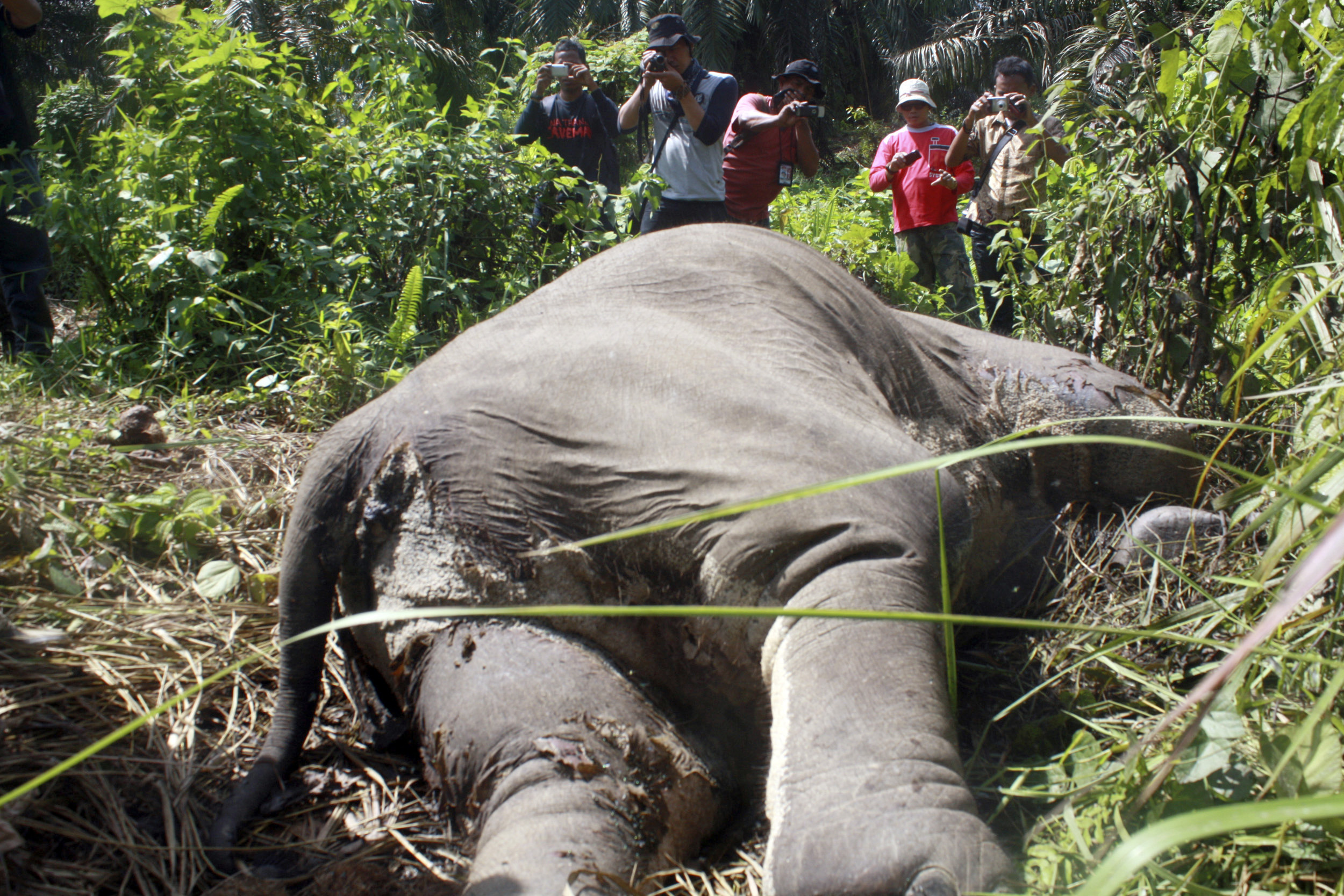 Endangered elephant killings rising in Indonesia