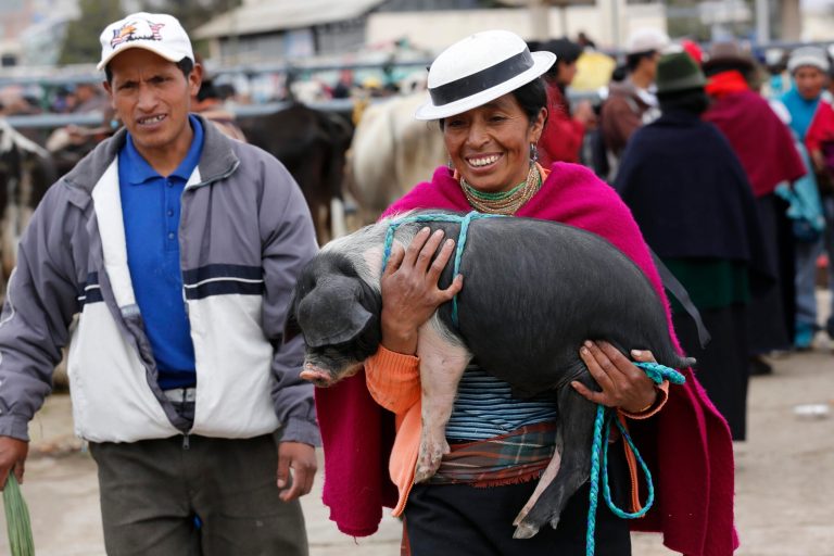 In this Aug. 16, 2014, photo, a woman smiles while she carries a pig, which will be be fattened to be sold later, in Riobamba, Ecuador. Pork introduced by the Spaniards in colonial times has become an essential ingredient in the Ecuadorian cuisine. Slow roasted pork known as 