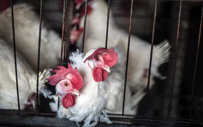 Antitrust crusades won’t stop inflation