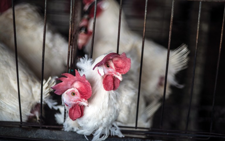 Antitrust crusades won’t stop inflation