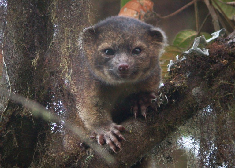   This undated photo provided by the Smithsonian Institution shows an olinguito. The Smithsonian announced Thursday, Aug. 15, 2013 that they have discovered that the mammal, which they had previously mistaken for an olingo, is actually a distinct species. The olinguito belongs to the grouping of large creatures that include dogs, cats and bears. The raccoon-sized critters leap through the trees of the cloud forests of Ecuador and Colombia at night, according to a Smithsonian researcher who has spent the past decade tracking them. (AP Photo/Smithsonian Institution, Mark Gurney)  