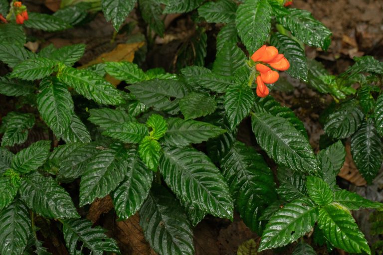 Plant named ‘Gasteranthus extinctus’ no longer extinct