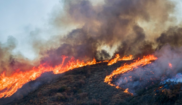 ISIS encouraging followers to light forest fires in US