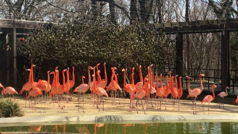 Flamingos in an outdoor bird exhibit.