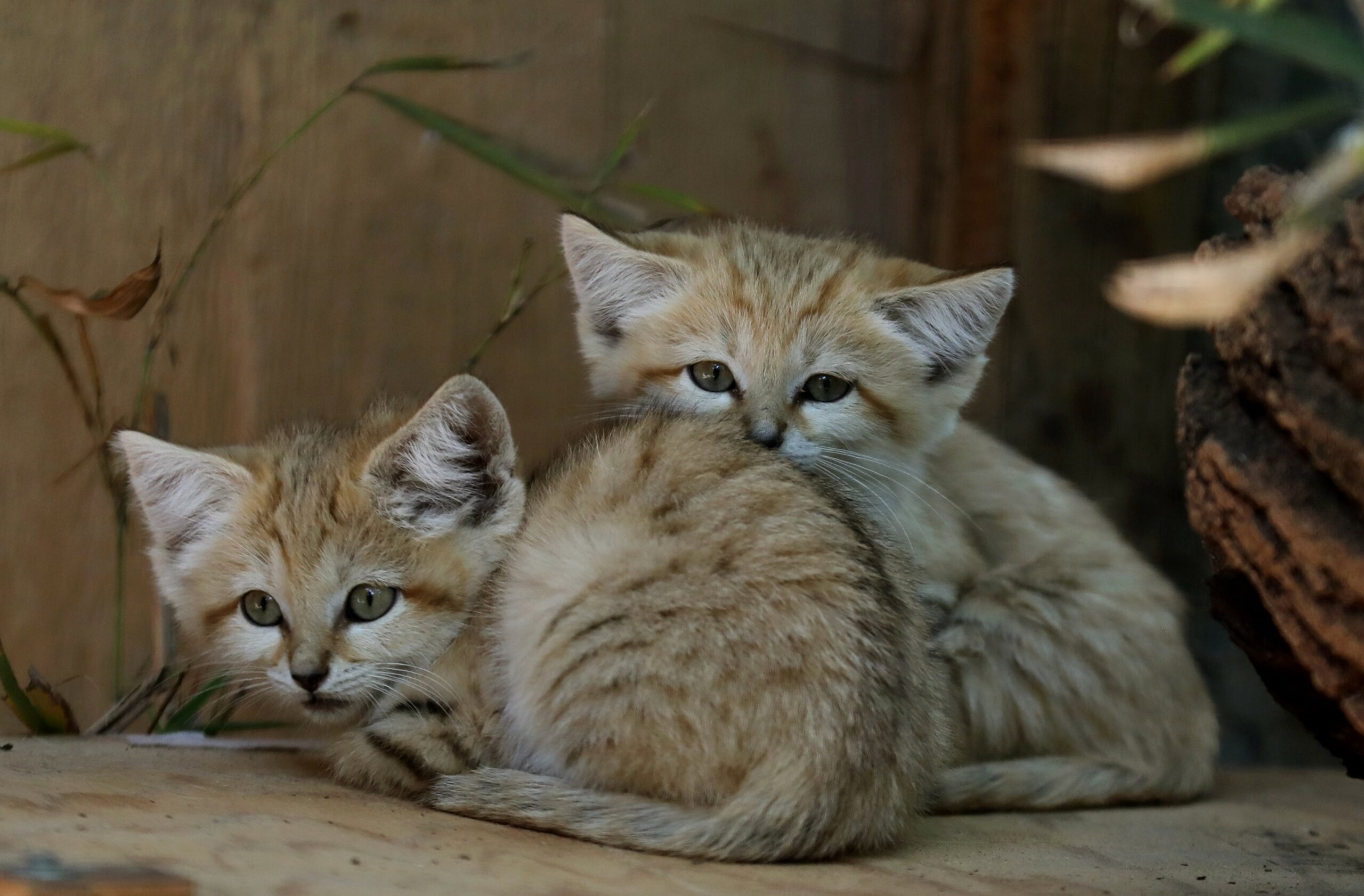 North Carolina Zoo celebrates birth of three sand kittens