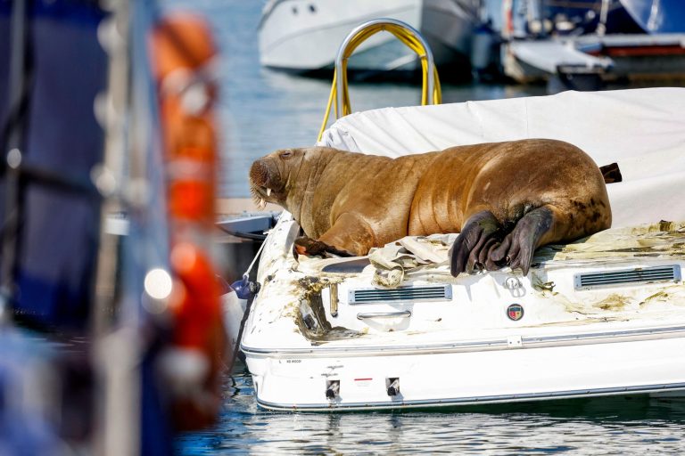 A young female walrus nicknamed Freya rests on a boat in Frognerkilen, Oslo Fjord, Norway, on July 19, 2022. For a week, a young female walrus nicknamed Freya has enamoured Norwegians by basking in the sun of the Oslo fjord, making a splash in the media and bending a few boats. 