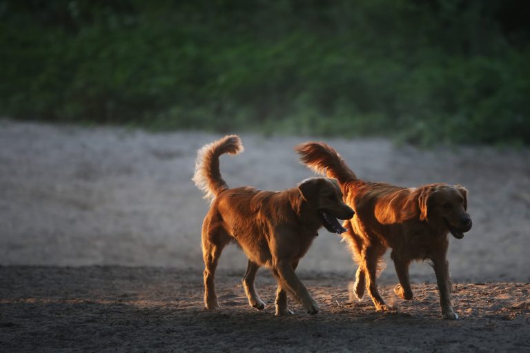 It Shouldn’t Be This Easy to Fool the Academic Left