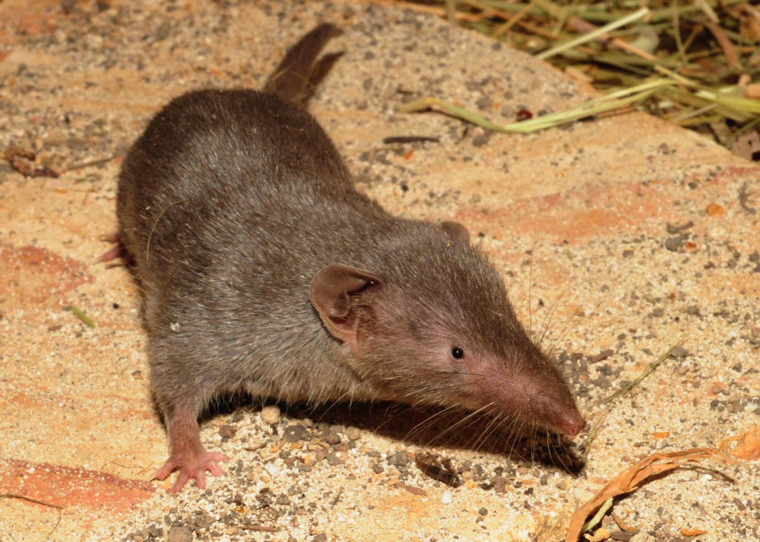 New zoonotic virus found to have infected dozens in China