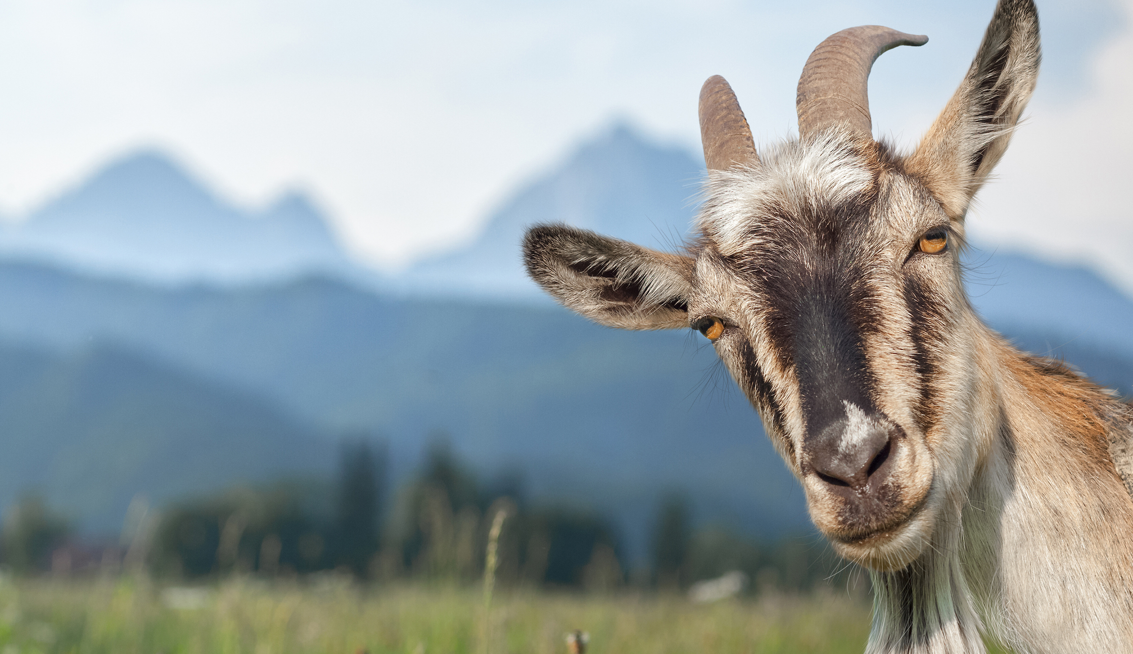 Missing goat meant as present for bride and groom found weeks later