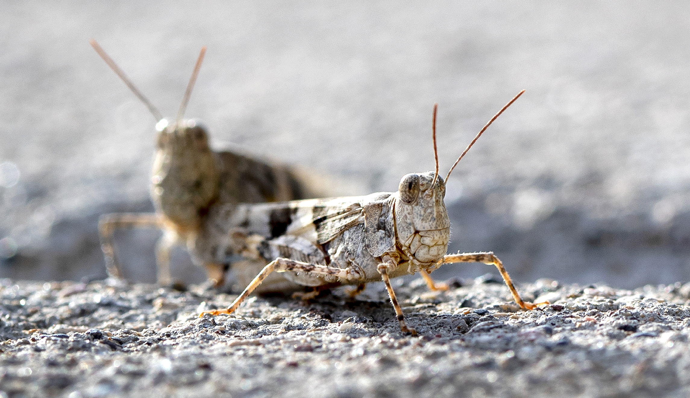 Swarms of grasshoppers are popping up on radar maps around Las Vegas