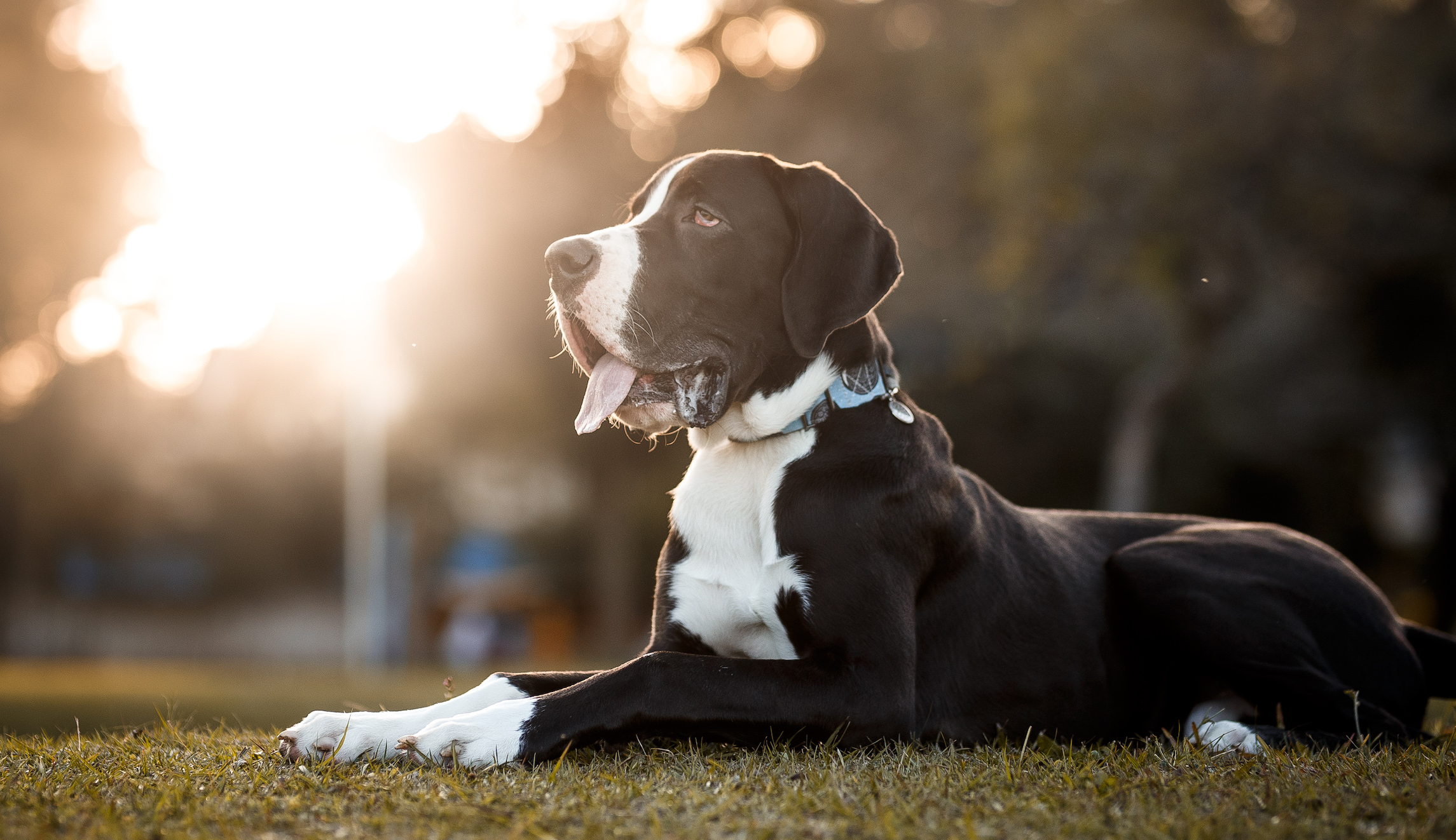 Police say woman found dead in home was killed by her Great Danes