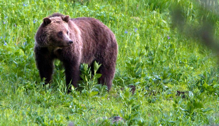 FILE - This July 6, 2011, file photo shows a grizzly bear roaming near Beaver Lake in Yellowstone National Park, Wyo. The Montana Fish and Wildlife Committee is set to take a final vote on proposed rules to hunt grizzly bears if federal protections are lifted.