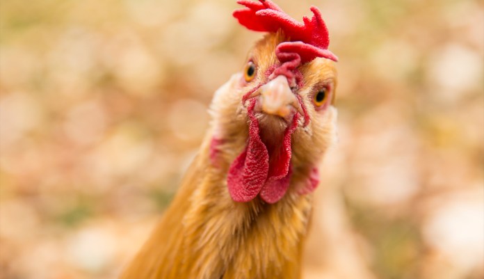 Gettin’ halal worked up