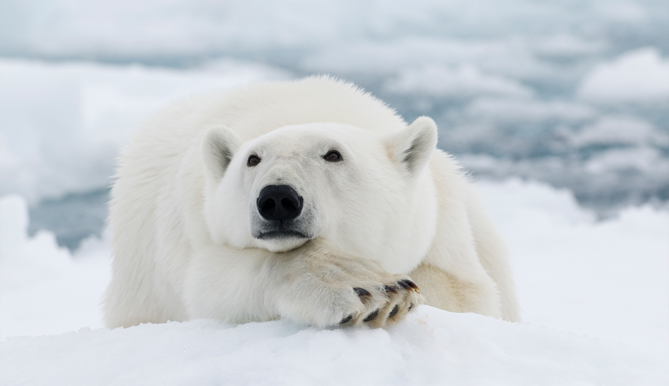 Boris will win, and Britain will at last move on