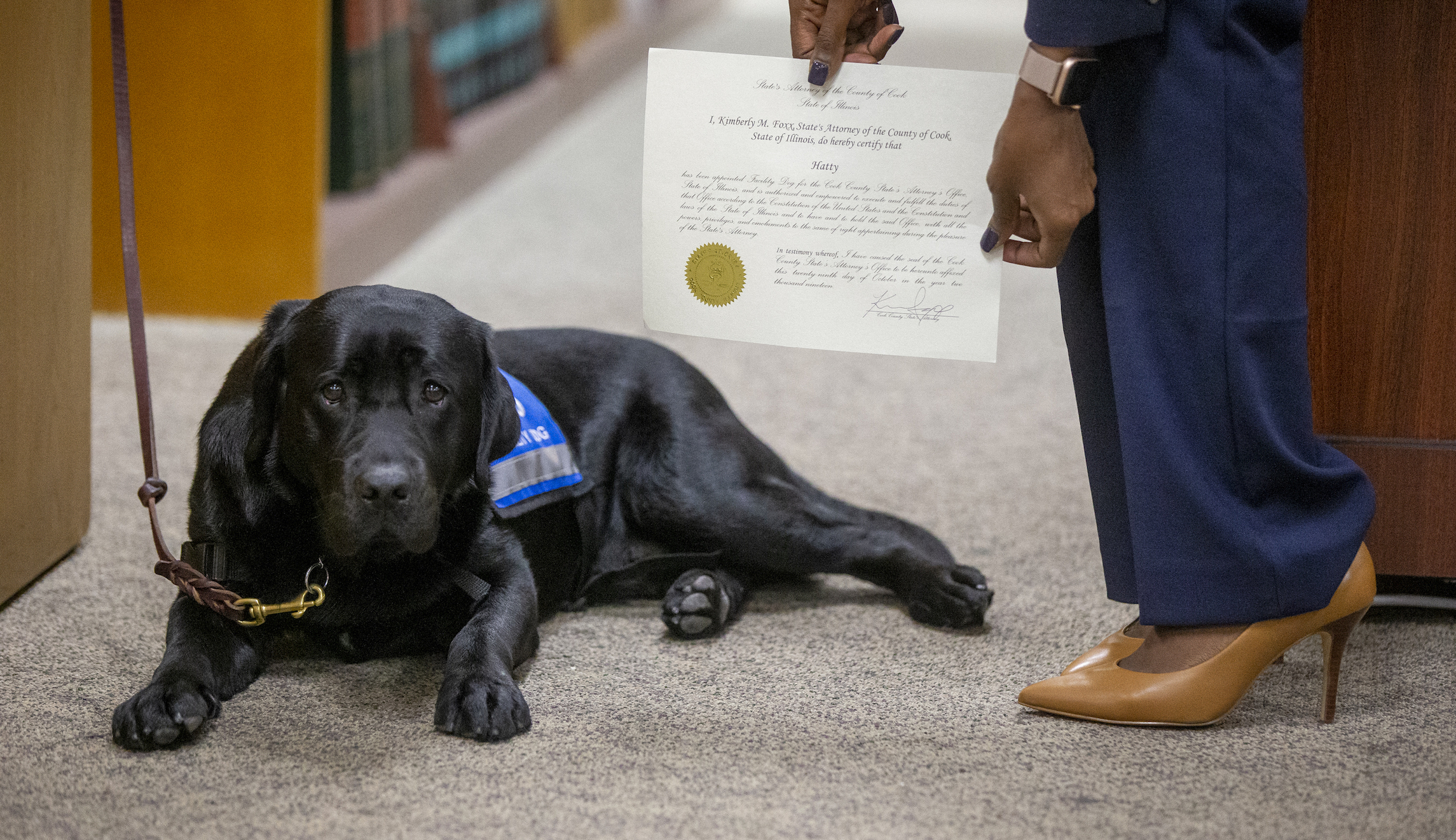 Labrador retriever sworn into job at state’s attorney’s office in Chicago