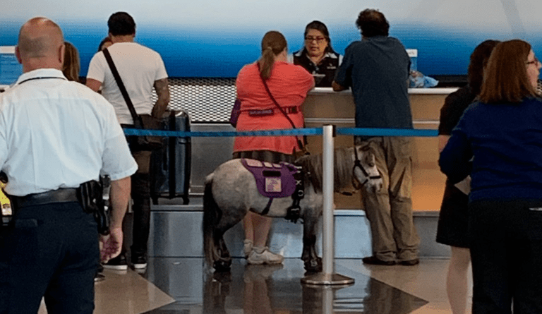 Traveler flies with her miniature horse. 