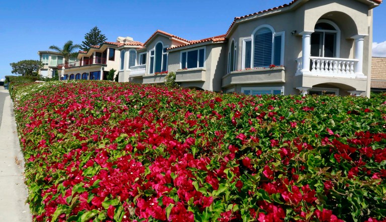 A large bed of flowers grow in front of housing in Newport Beach, Calif. on  Tuesday, April 7, 2015. California's water board said Tuesday that February was the worst month for conservation since officials began tracking savings efforts nine months ago in response to the state's historic drought.
