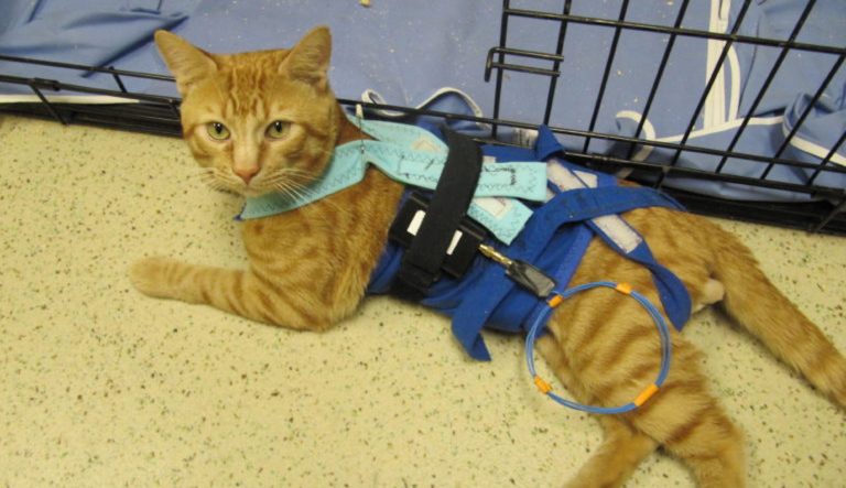 Lawmakers press Veterans Affairs for information on recently uncovered, ‘sickening’ cat experiments