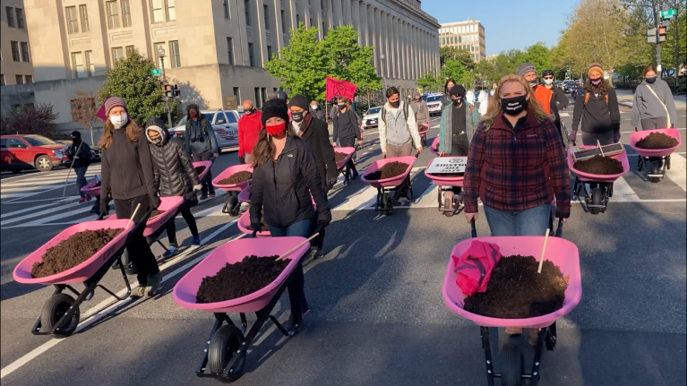 Climate activists with wheelbarrows full of manure