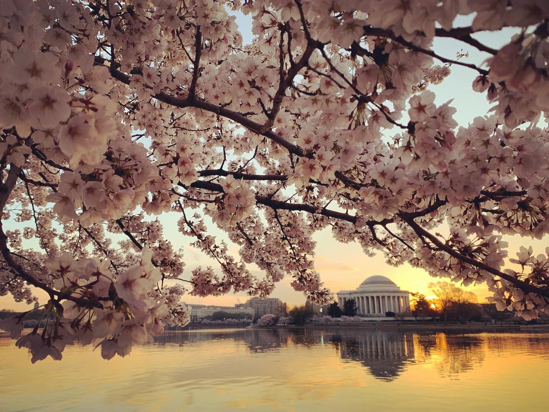 ICYMI: A Peek at the Cherry Blossoms’ Peak
