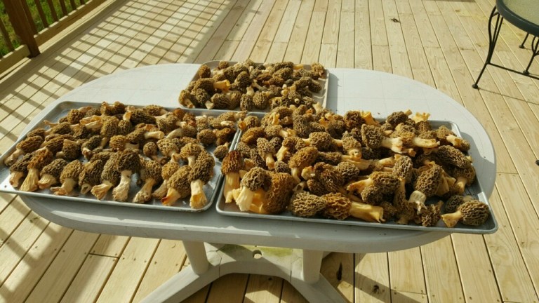 Indiana Sen. Mike Braun said he can pick thousands of morels during a two week season in his woods. âYou are everyoneâs best friend when you are able to give them mushrooms,â he said.