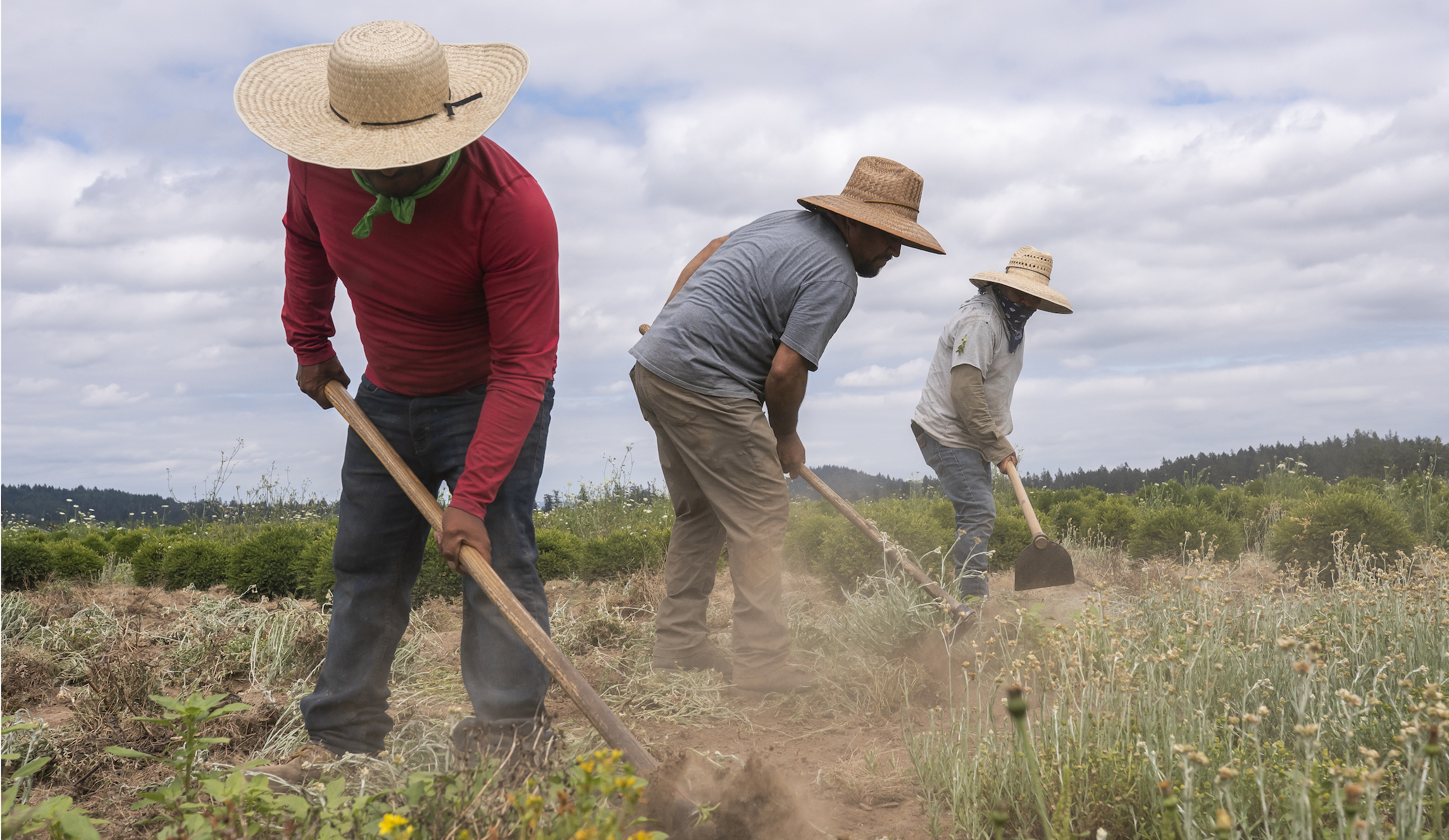 Mills vetoes bill allowing farm workers to unionize