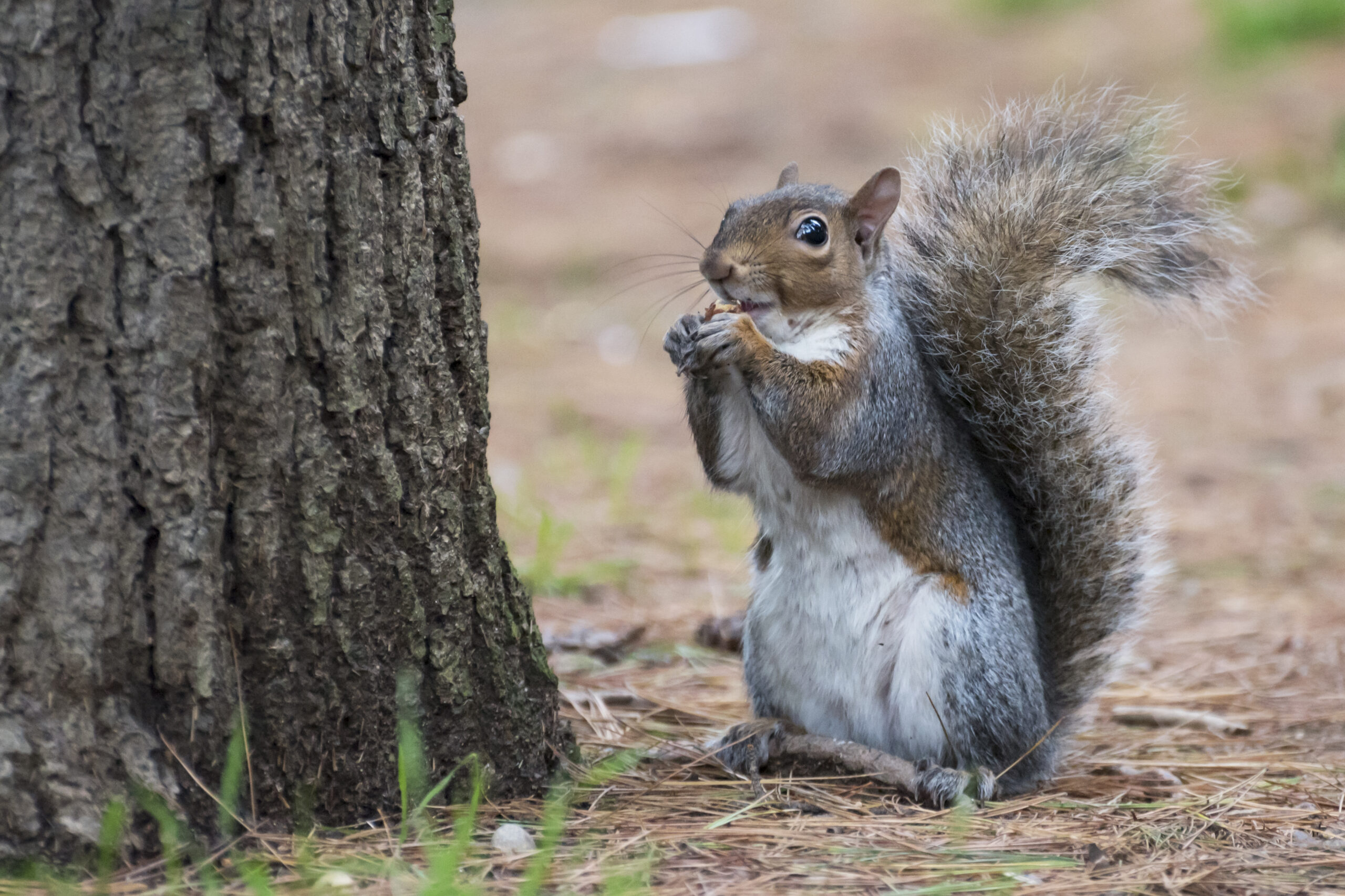 New Hampshire lawmaker kicked from committee after tweeting photo of squirrel he shot with .50-caliber gun