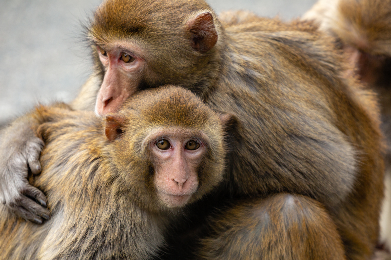 $500,000 ‘to turn monkeys transgender’: Watchdog trashes government spending