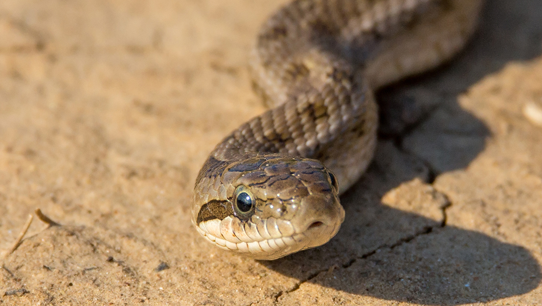 Indian man bites snake in retaliation